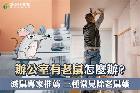 住家有老鼠|為什麼家裡有老鼠？滅鼠專家教你有效預防老鼠入侵3。